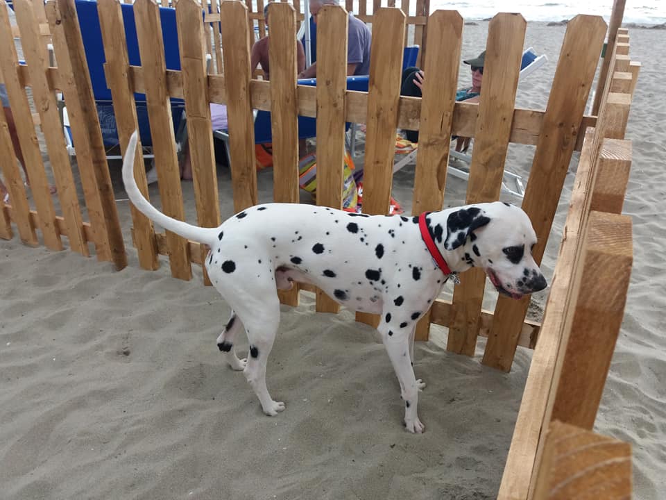 Al mare col 4 zampe? A Torre del Lago si può: ecco la dog beach