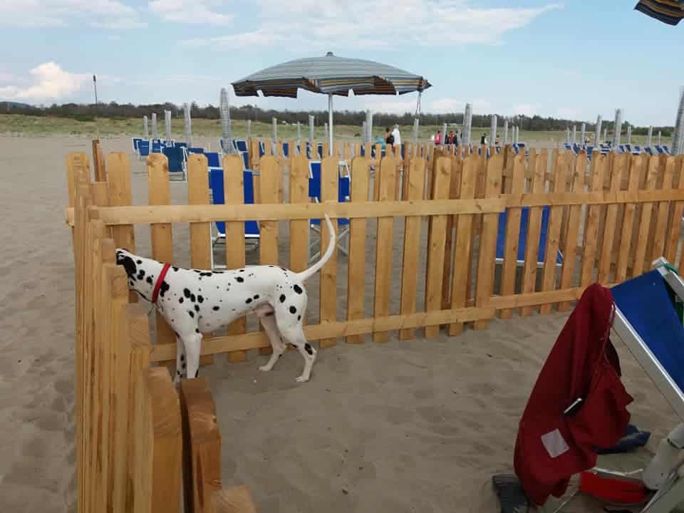 Al Mare Col 4 Zampe A Torre Del Lago Si Può Ecco La Dog