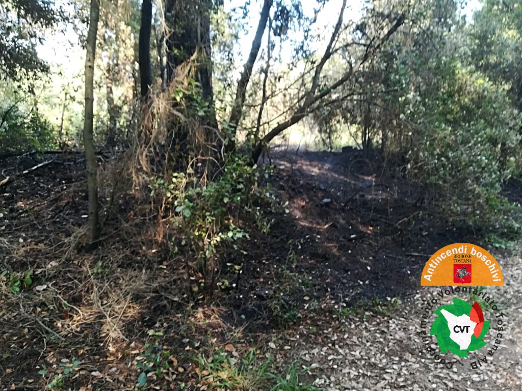 Fiamme in pineta di levante a Torre del Lago