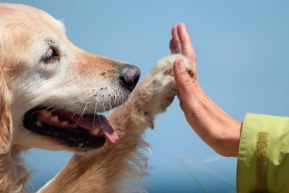 Pet therapy, approvati gli indirizzi toscani per i percorsi di formazione