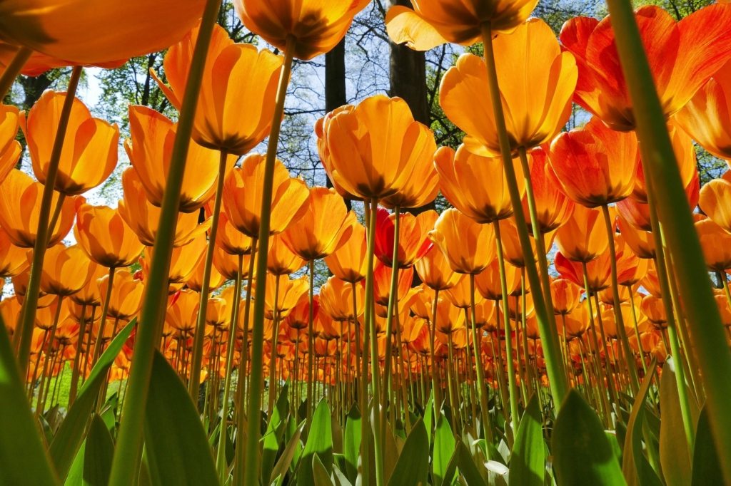 fioritura dei tulipani in Olanda