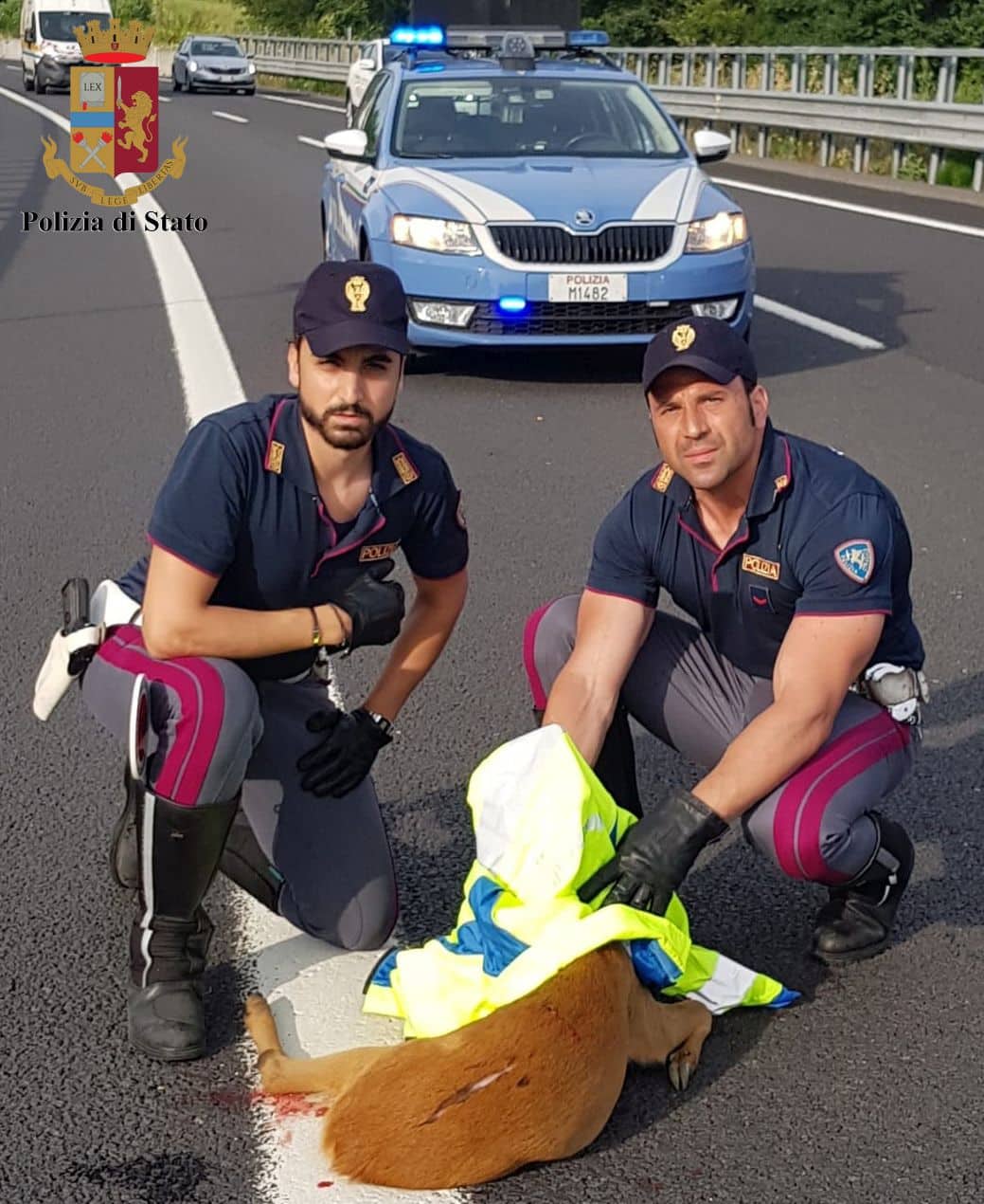 Capriolo investito sull’A/1 soccorso dalla Polstrada