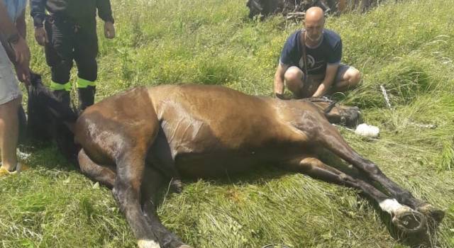 Cade in un fosso, cavallo salvato dai pompieri di Lucca