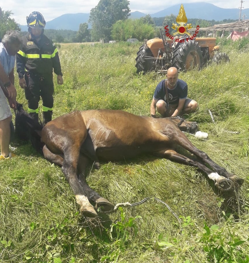 Cade in un fosso, cavallo salvato dai pompieri di Lucca