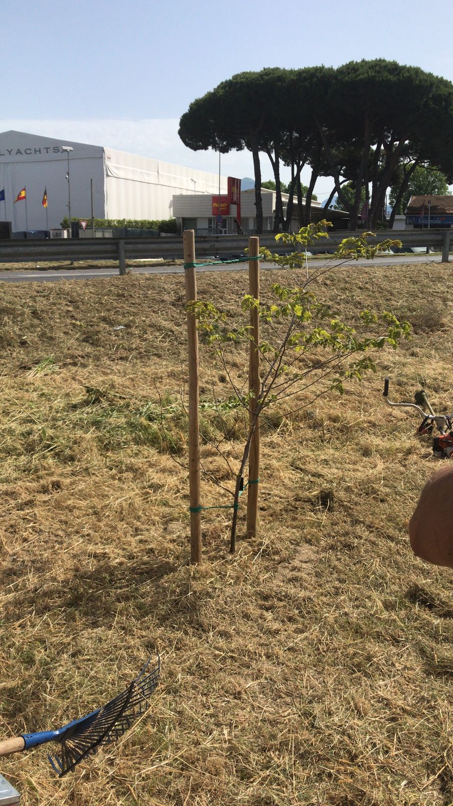 Un olmo in ricordo di un amico morto: il dono al Comune di Viareggio di una cittadina