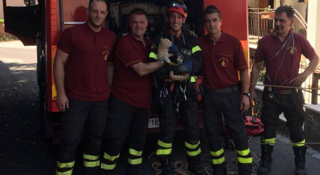 Gattino cade in un pozzo e precipita per 15 metri: salvato dai pompieri