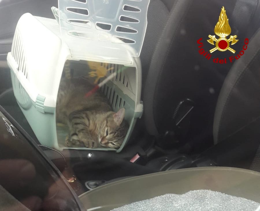 Scendono dall’auto, i gatti premono il pulsante della chiusura e restano fuori