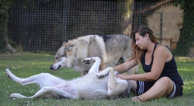 Più lupo o cane da compagnia? Per capirlo basta uno sguardo
