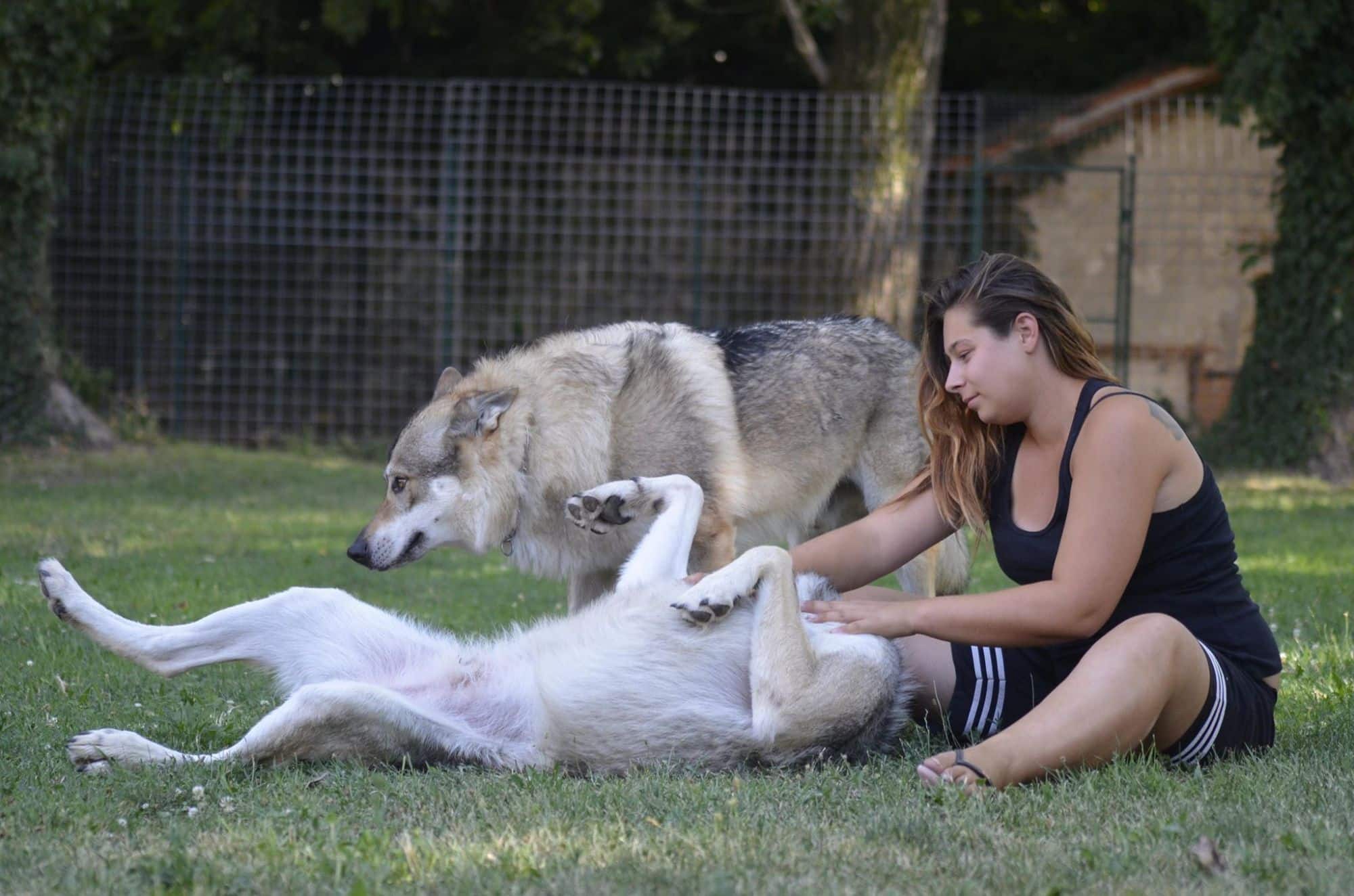 Più lupo o cane da compagnia? Per capirlo basta uno sguardo