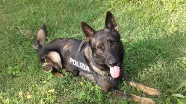 Il fiuto del cane poliziotto Amper non sbaglia: trovati 2 etti di &#8220;fumo&#8221; sotto terra