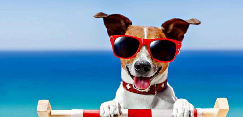 animali in spiaggia