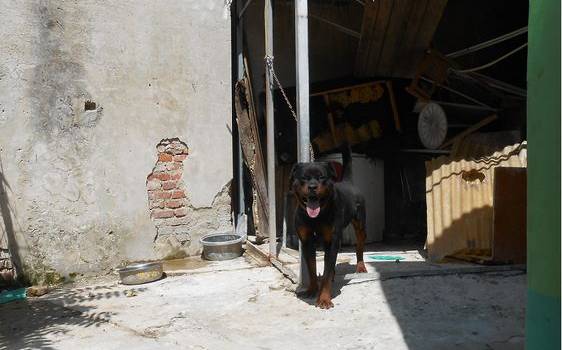 Strozzato dalla catena, al sole e senza acqua: rottweiler sequestrato, rischiava di morire