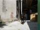 Strozzato dalla catena, al sole e senza acqua: rottweiler sequestrato, rischiava di morire