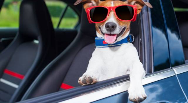 Si avvicinano le vacanze, viaggiare sicuri in auto col cane: qualche consiglio