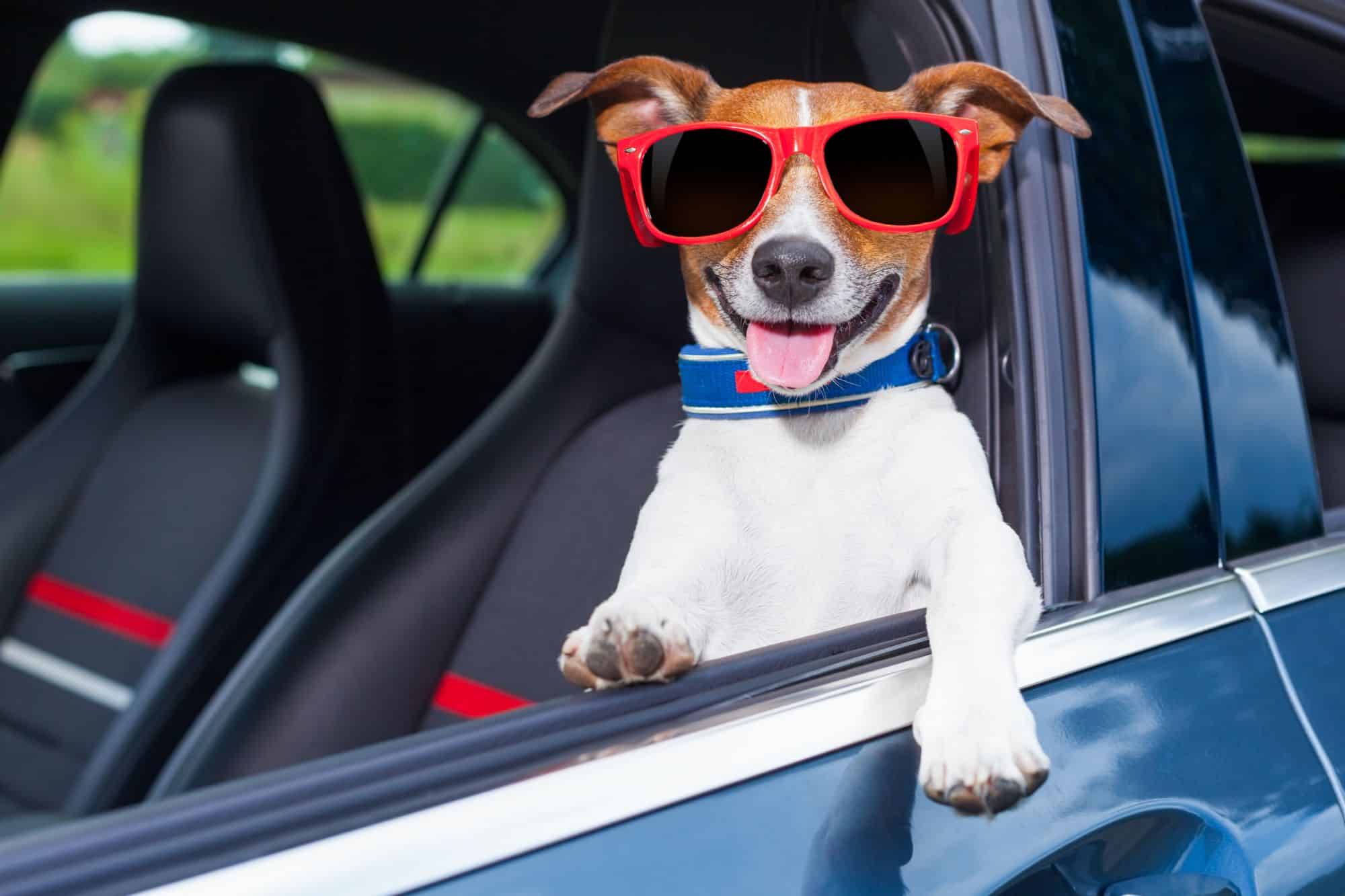 Si avvicinano le vacanze, viaggiare sicuri in auto col cane: qualche consiglio