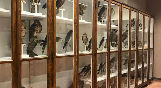 La Brilla ospiterà la collezione ornitologica Gragnani Rontani