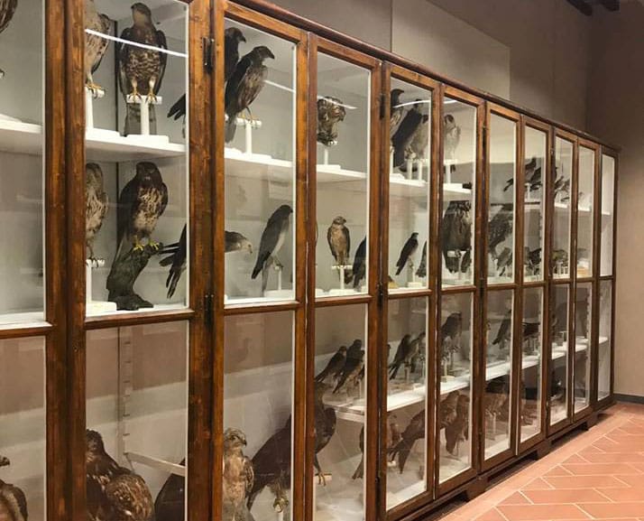 collezione ornitologica Gragnani Rontani