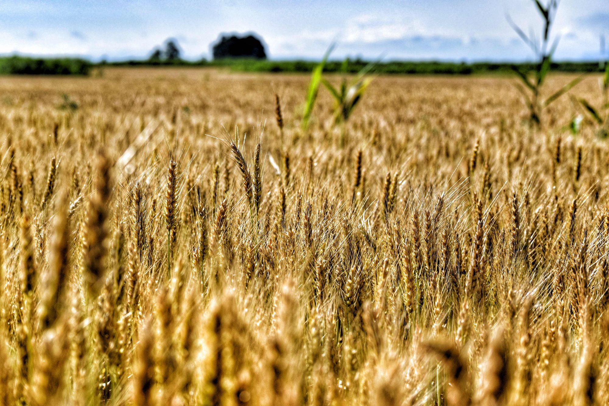 Pensioni, centinaia di potenziali quota 100 tra gli agricoltori