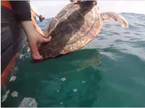 Rilasciata nelle acque di Livorno una tartaruga marina