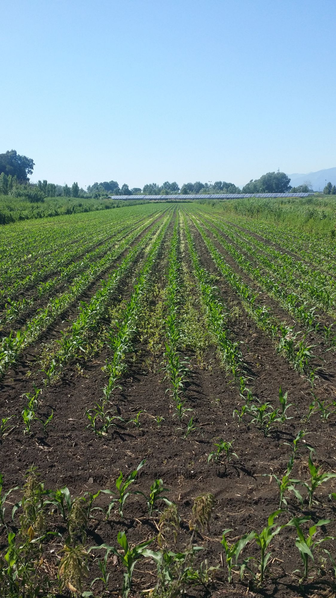 Compost probabilmente inquinato a Massarosa: Fare Verde Versilia presenta un esposto