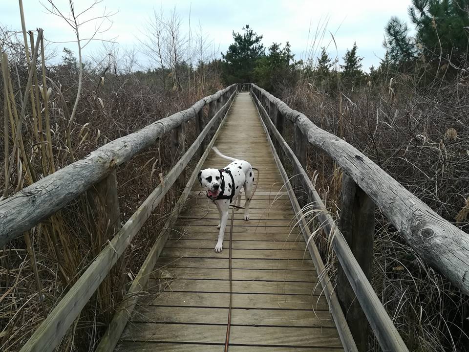 “Attenti al cane!”