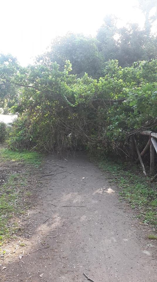 Albero cade sulla pista ciclabile, tragedia sfiorata sul viale Kennedy