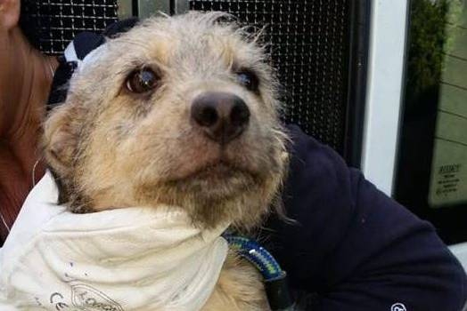 La Polizia Municipale Salva 8 Piccoli Cani Abbandonati Ora Si Trovano In Un Rifugio Pronti Per Essere Adottati Animali Cronaca Cronaca Toscana Versiliatoday It