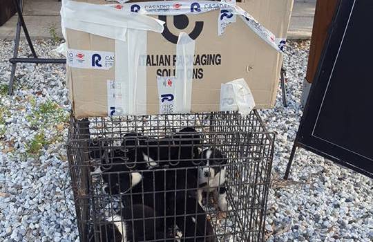 10 cuccioli abbandonati e lasciati per strada: li salva Franca Montemagni, ma cercano casa