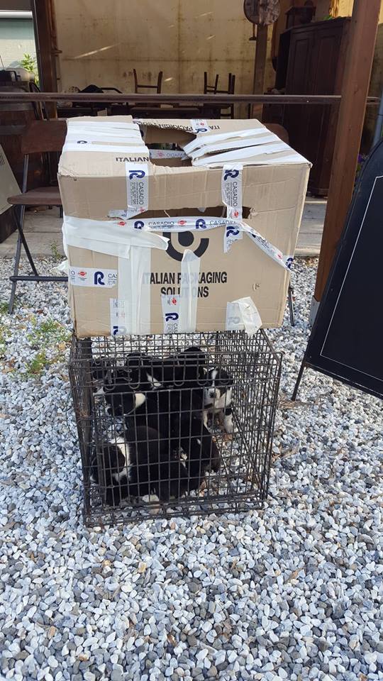 10 cuccioli abbandonati e lasciati per strada: li salva Franca Montemagni, ma cercano casa