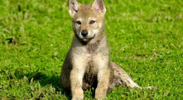 Trova i suoi cuccioli di lupo cecoslovacco in vendita su un sito: &#8220;E&#8217; un annuncio falso&#8221;