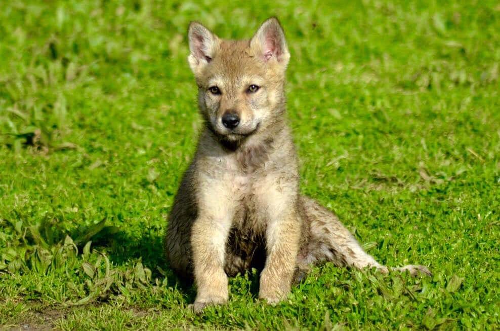 Trova i suoi cuccioli di lupo cecoslovacco in vendita su un sito: “E’ un annuncio falso”