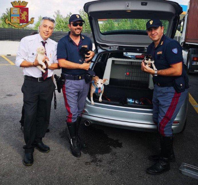 AREZZO Cani abbandonati sulla A1 FOTO 2 con LOGO 29 7 18