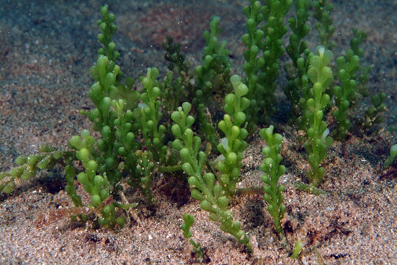 Macroalghe aliene nel Mediterraneo: studio rivela un nuovo meccanismo che favorisce la loro diffusione