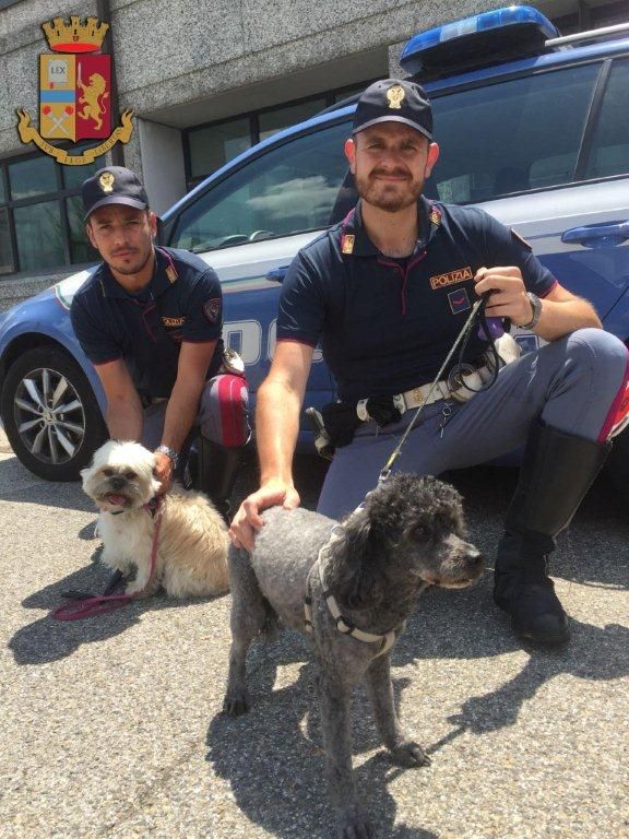 Tamponamento in A1: la Polstrada mette in salvo Nani e Dadi, una barboncina e una shitzu