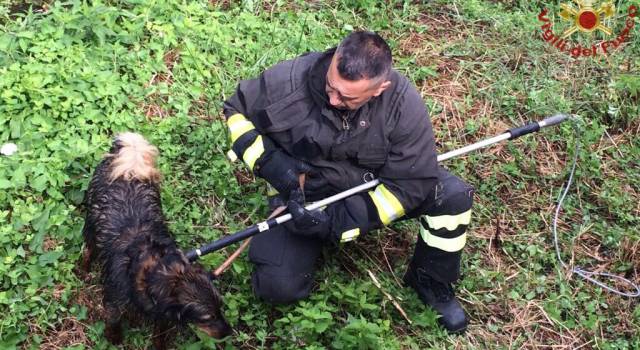 Salvato dai pompieri: il povero cane era caduto in un torrente