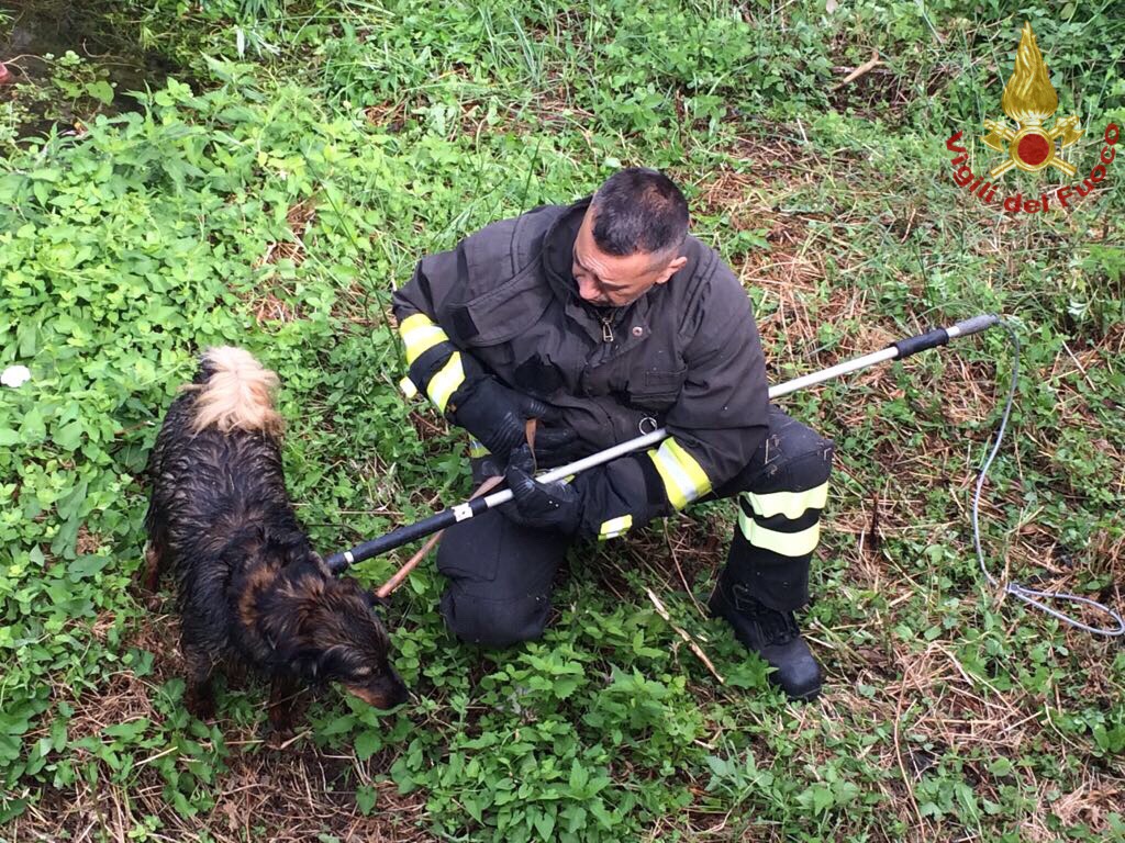 Salvato dai pompieri: il povero cane era caduto in un torrente