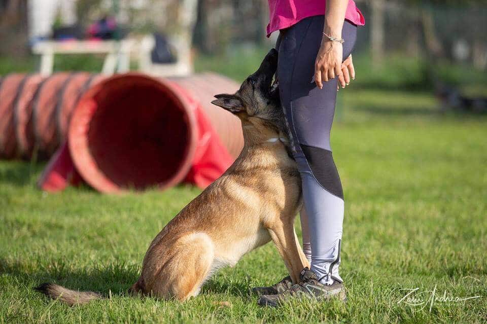 Sport Cinofili: dietro a un risultato ci sono impegno, sacrificio e conoscenza del cane