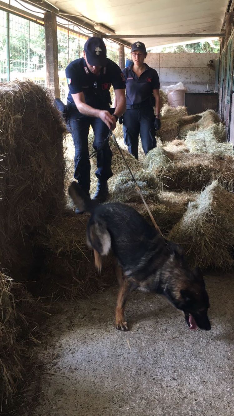 Cocaina tra i puledri, il cane Roy la fiuta nel fieno