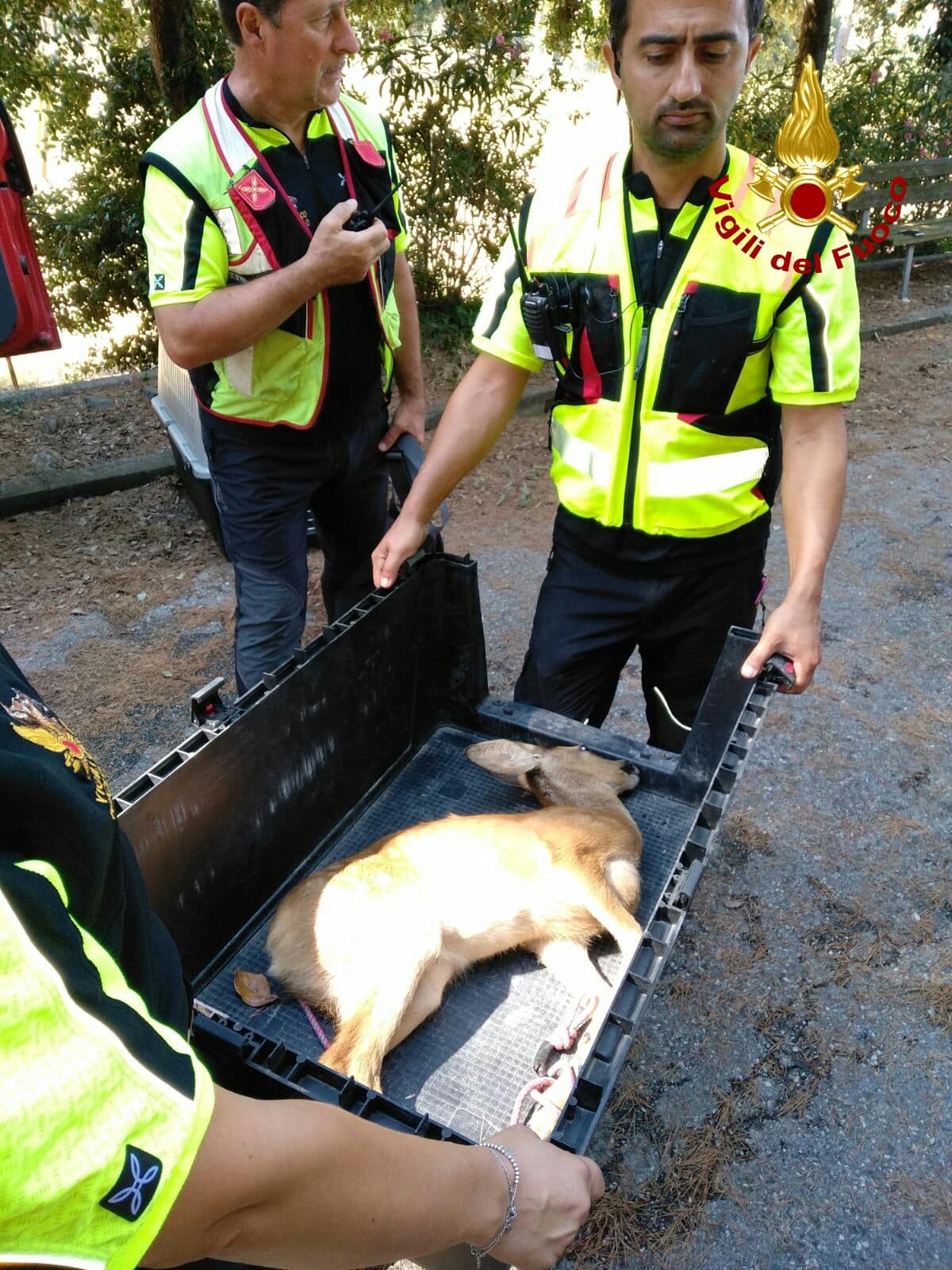 Cerbiatto ferito, lo soccorrono i vigili del fuoco durante un addestramento regionale