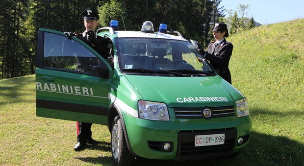 Trappola per volpi in un terreno a Camaiore