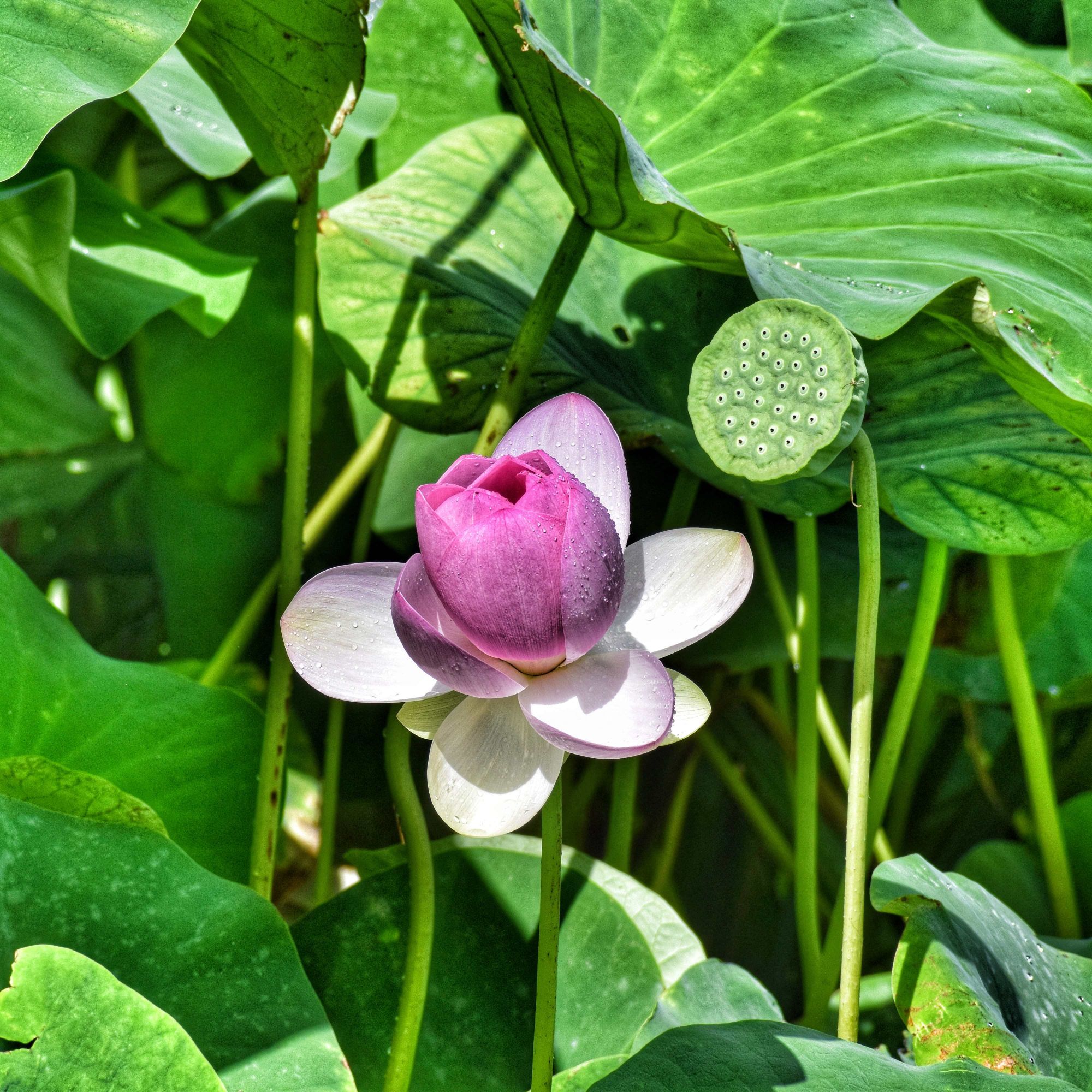 Fiore di loto
