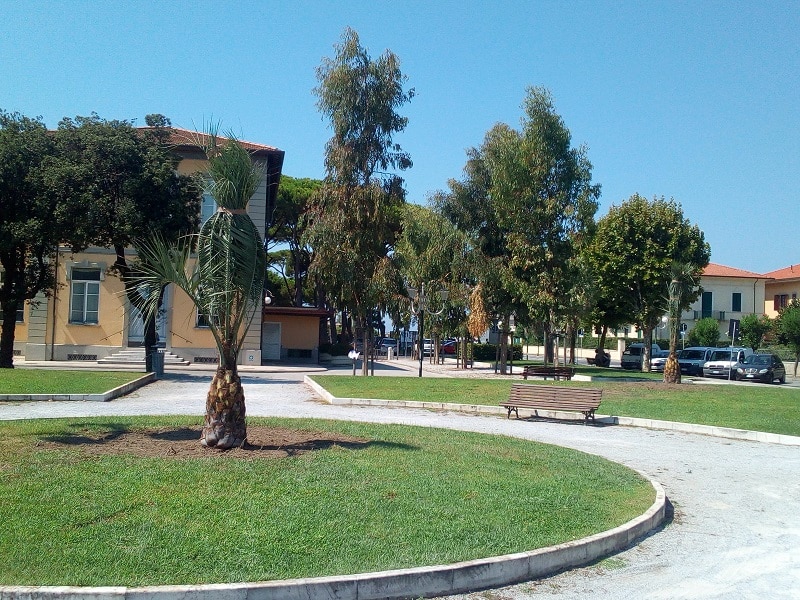 Decoro urbano, piantumazione di undici palme a Forte dei Marmi