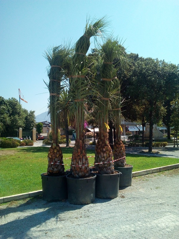 palme3