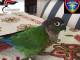 Ritrovato e restituito pappagallo grazie all’anello: era una specie protetta