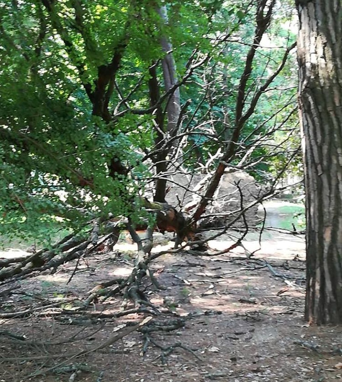 Albero cade in pineta di ponente, è il terzo in pochi giorni: sfiorata la tragedia