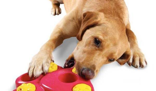 Clever Dog, all&#8217;Asd El Perro Loco i giochi dedicati all’intelligenza del cane: entra nel club!