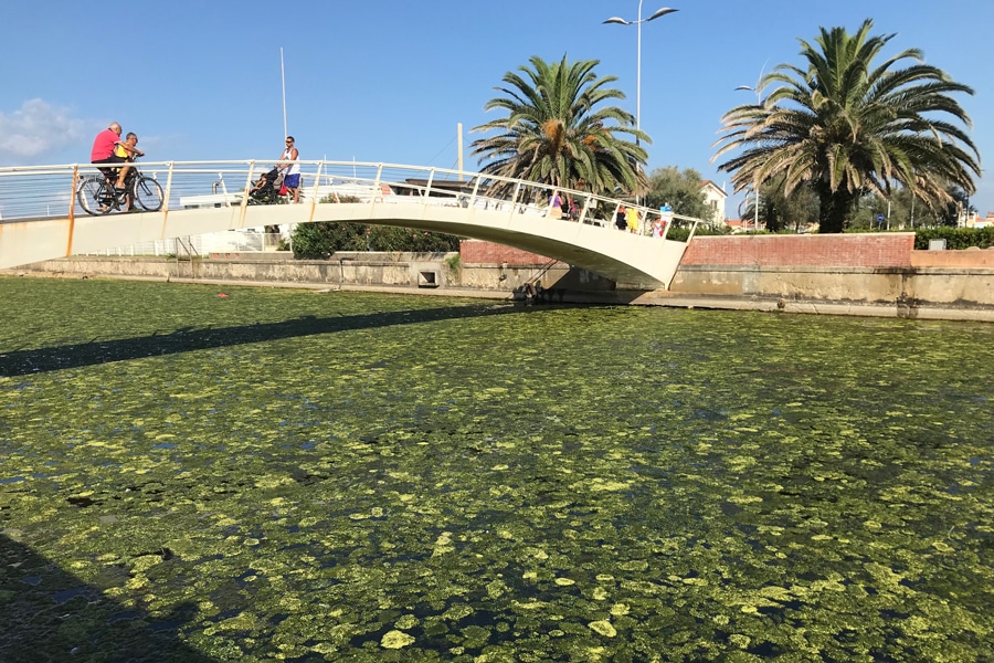 Alghe in mare alla Fossa dell’Abate, interviene la Guardia Costiera