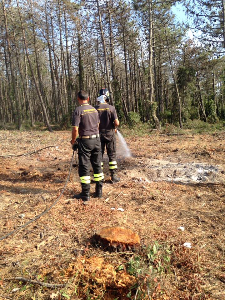 Fiamme sulla Marina di Torre del Lago: brucia la pineta