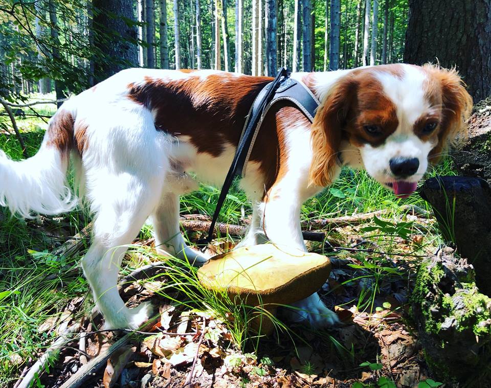 Cerca la “fidanzata” per il suo cane e fa 200 km a vuoto: la promessa “sposa” non esisteva