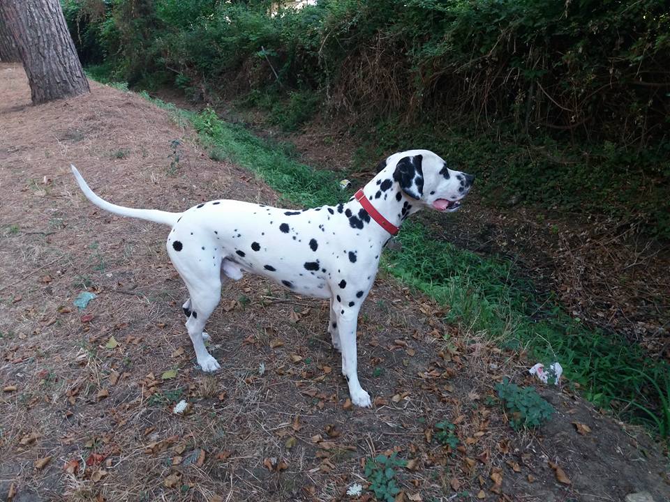 Nuovo sgambatoio per cani a Camaiore, il Comune predisponde l’atto propedeutico